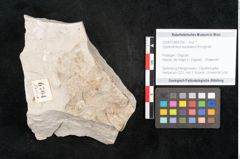 Foto (Objekt + Etikett) von Glyptostrobus europaeus Brongniart (NHMW-GEO-2024-0188-6764)